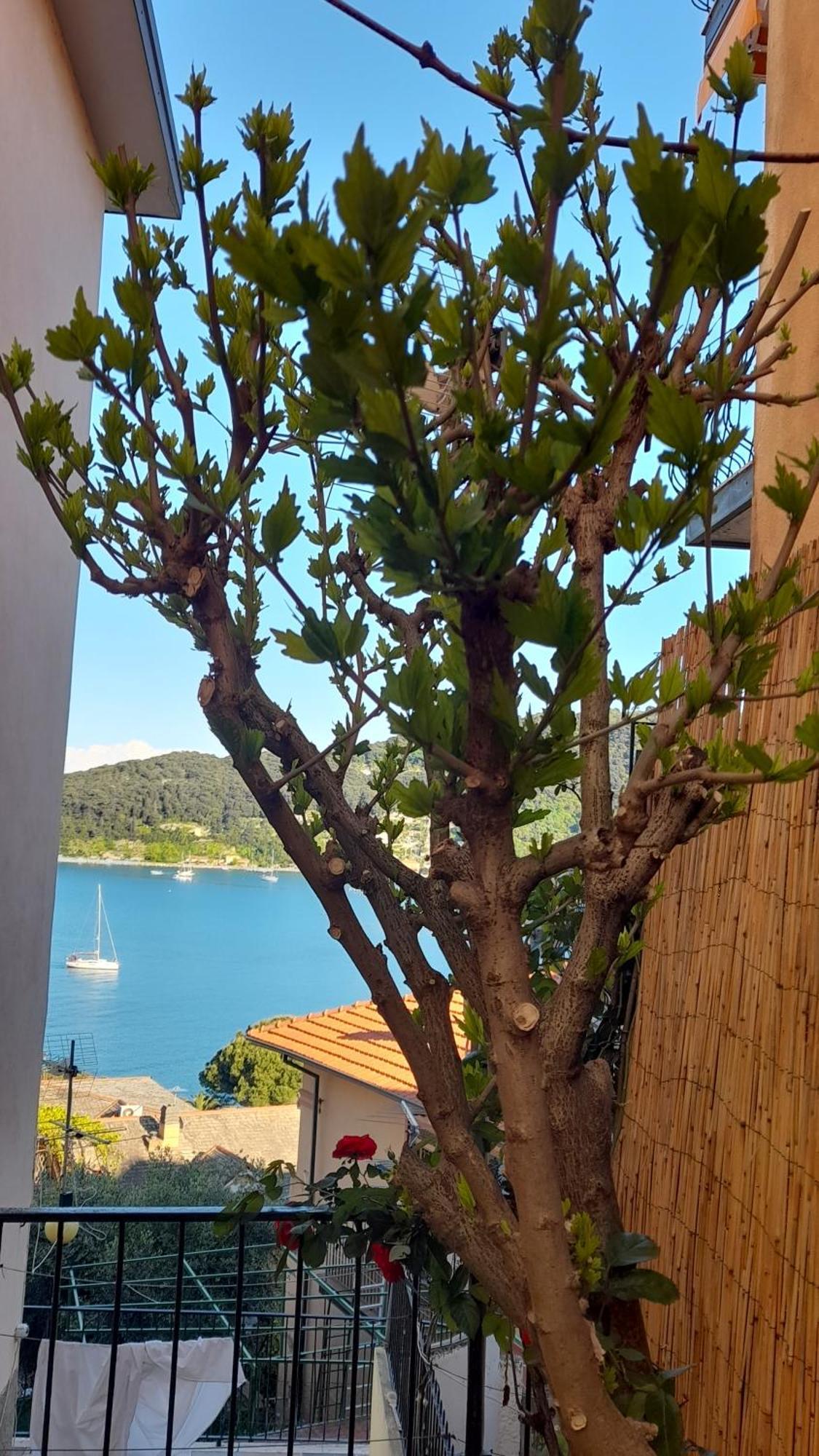 פורטו ונרה Casa Vacanze Ibiscus מראה חיצוני תמונה